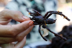 tarantulas-fritas-oido-cocina-magazine-4